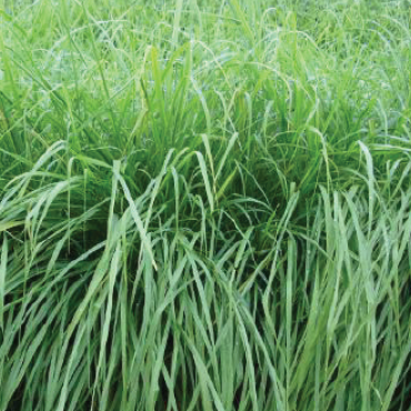 panicum maximu cv massai a